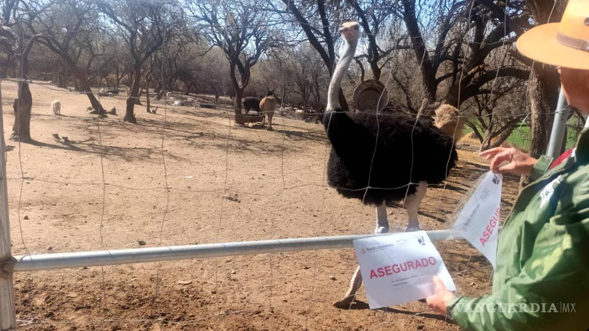 $!Profepa interviene rancho en Aguascalientes y asegura 44 ejemplares de fauna silvestre