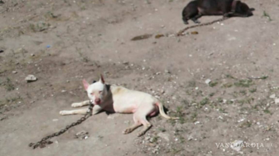 Niño fallece tras ser atacado por perros pitbull en el Estado de México