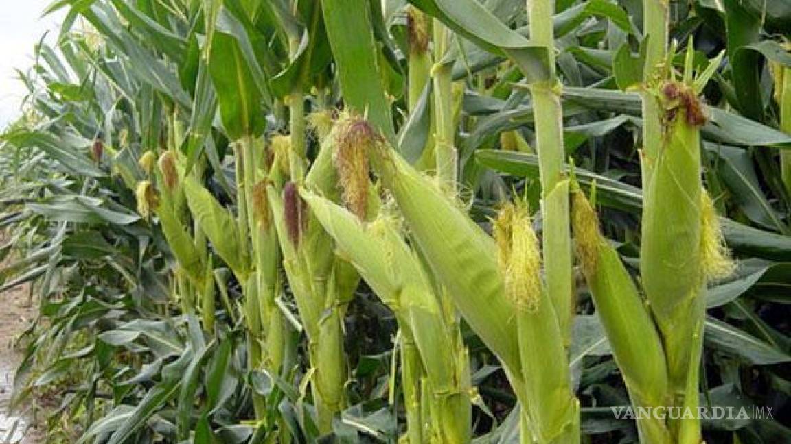 Temen una menor cosecha de maíz en México