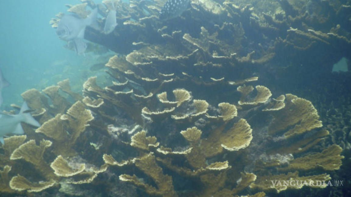 Descubren más de mil hectáreas de arrecifes de coral en Golfo de México