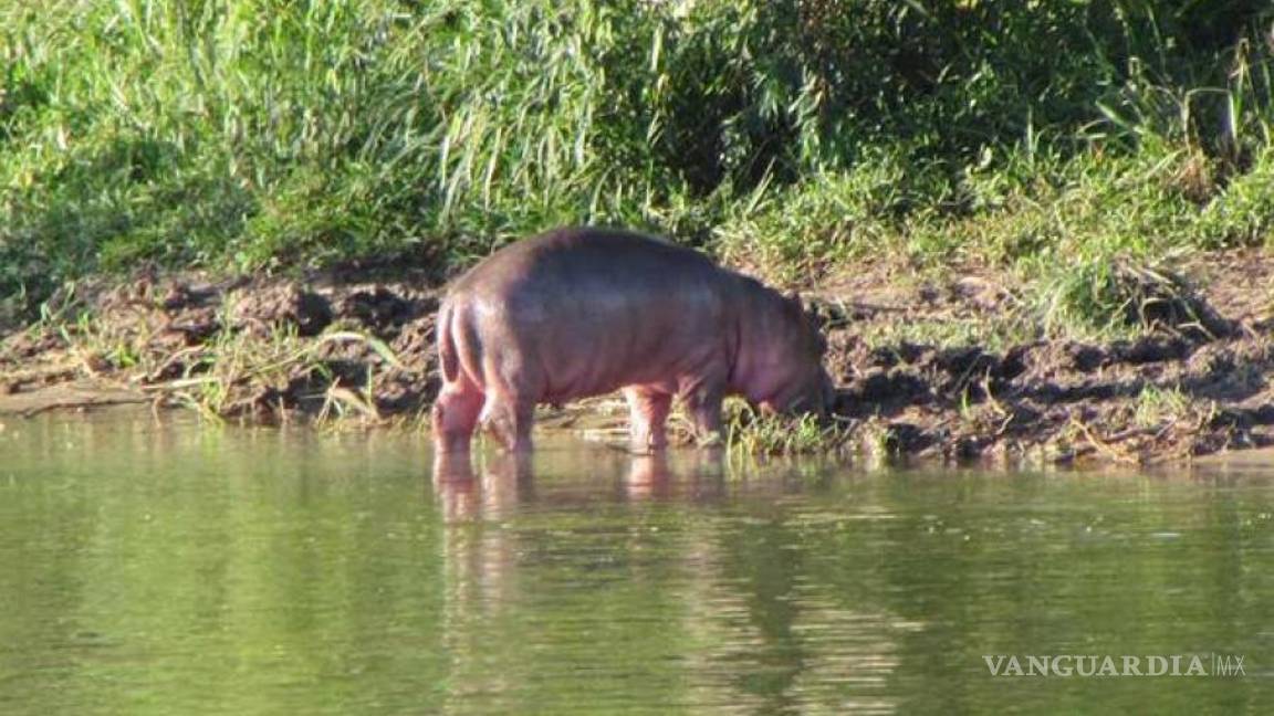 $!Hipopótamos de Pablo Escobar vivirán en la tierra de ‘El Chapo’