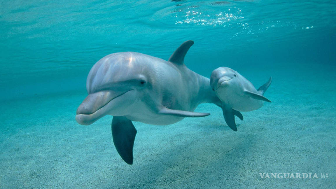 Se cazan casi 100 mil delfines cada año, alertan