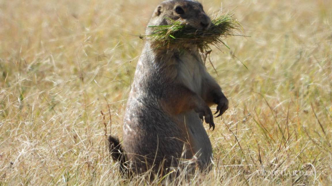 $!El perrito también es alimento de muchas especies amenazadas como el águila real, la zorra norteña del desierto, el tejón y la víbora de cascabel de los pastizales.