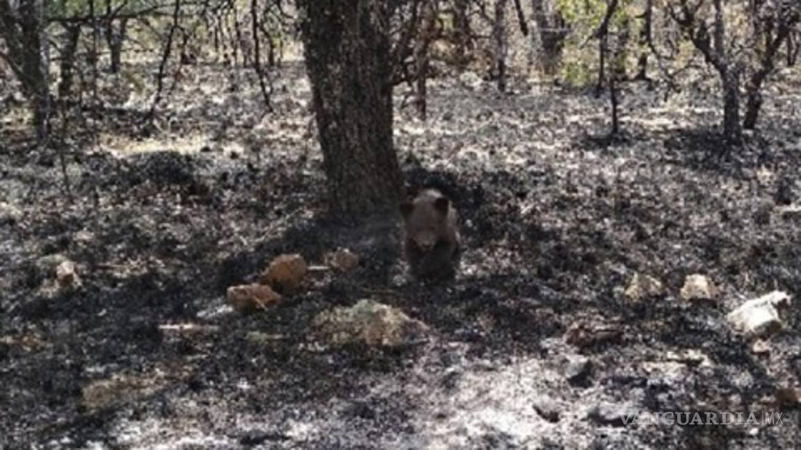 $!Rescatan a cría de oso negro en medio de incendio forestal en Chihuahua