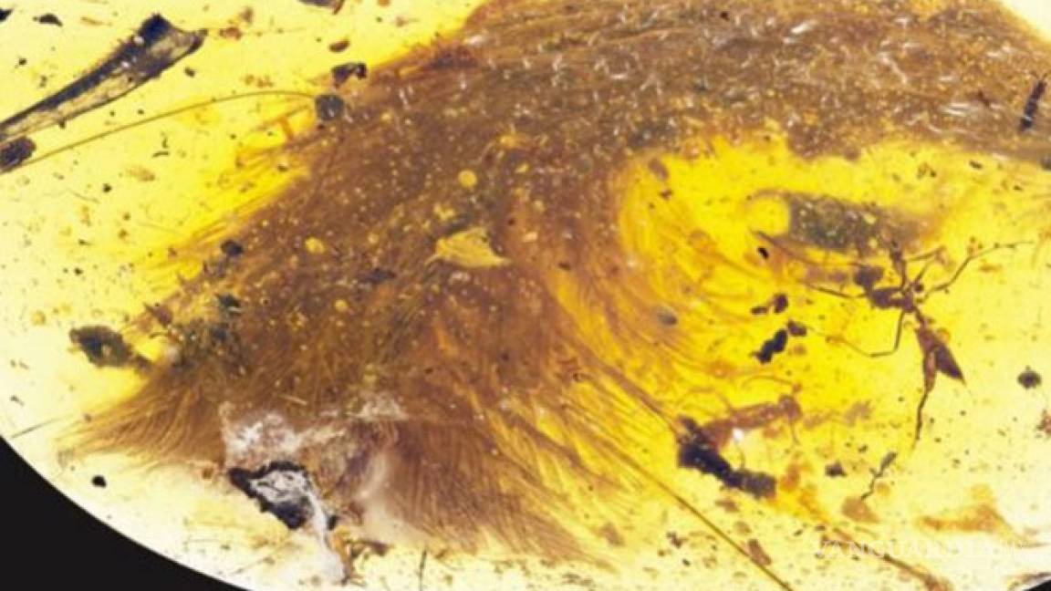 Aparece restos de una cola de dinosaurio conservada en ámbar