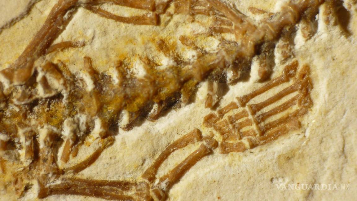 $!Patas traseras en fósil de Serpiente de cuatro patas Tetrapodophis.