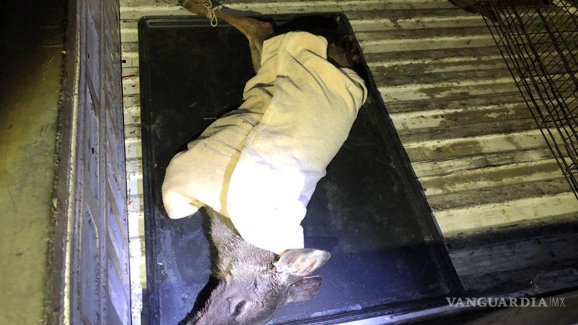 $!La cría de venado recibió atención en una veterinaria antes de ser trasladada a las instalaciones del Museo del Desierto para su recuperación.
