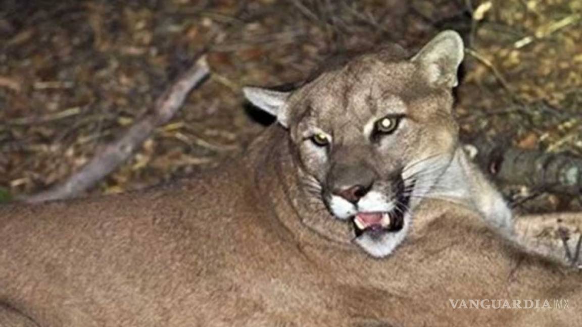 Puma salvaje tiene aterrorizada a ciudad de Sinaloa; buscan capturarlo