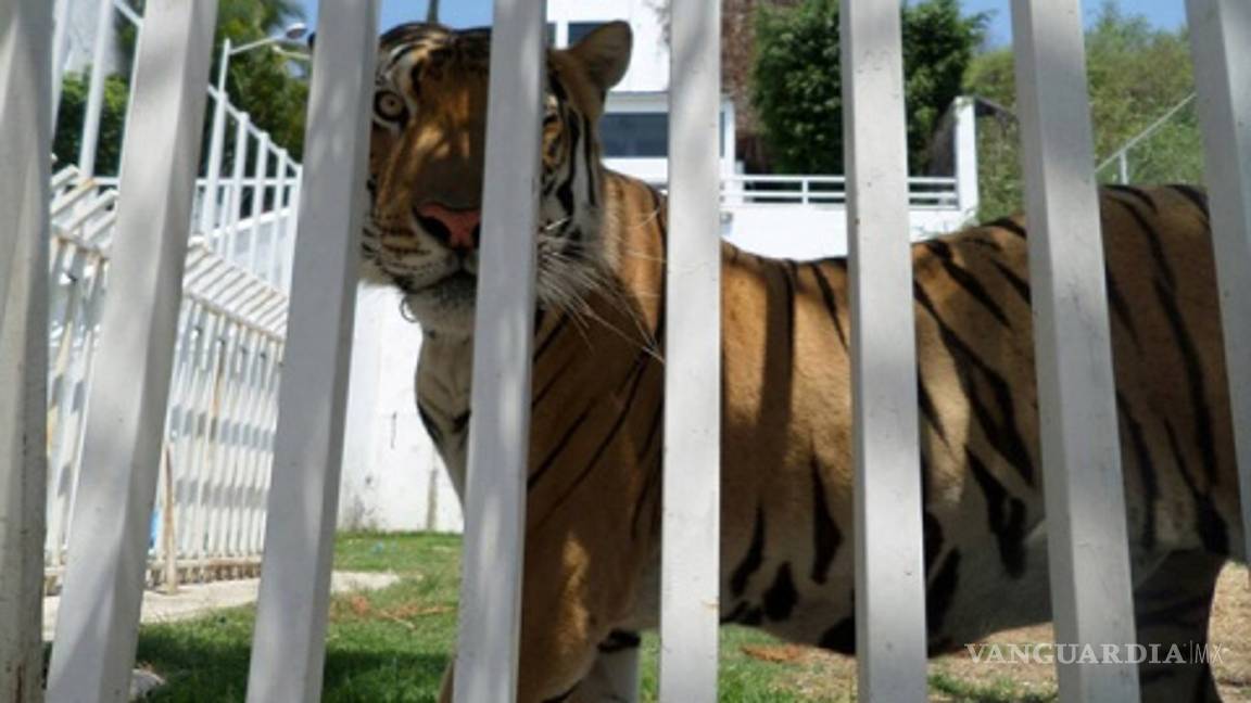 $!Rescatan a tigre de bengala que era maltratado y exhibido en casa de Morelos