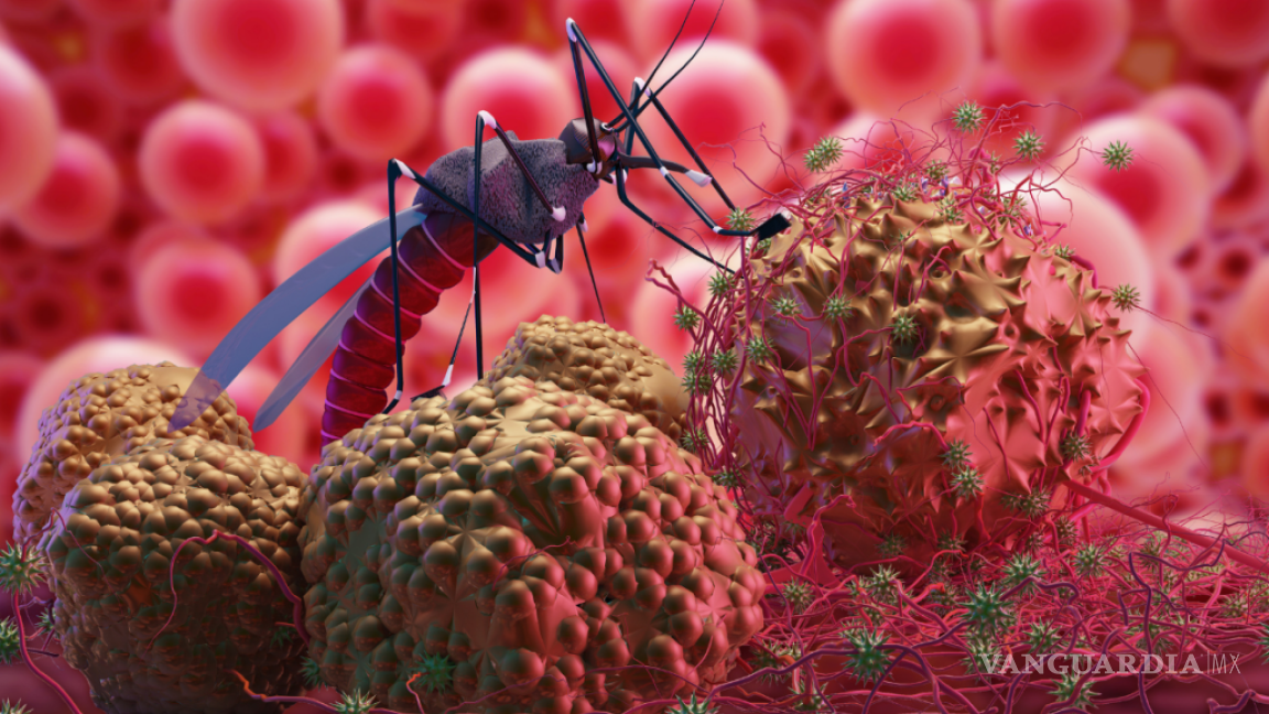 ¿Qué es el paludismo? Salud emite alerta epidemiológica por brote en México