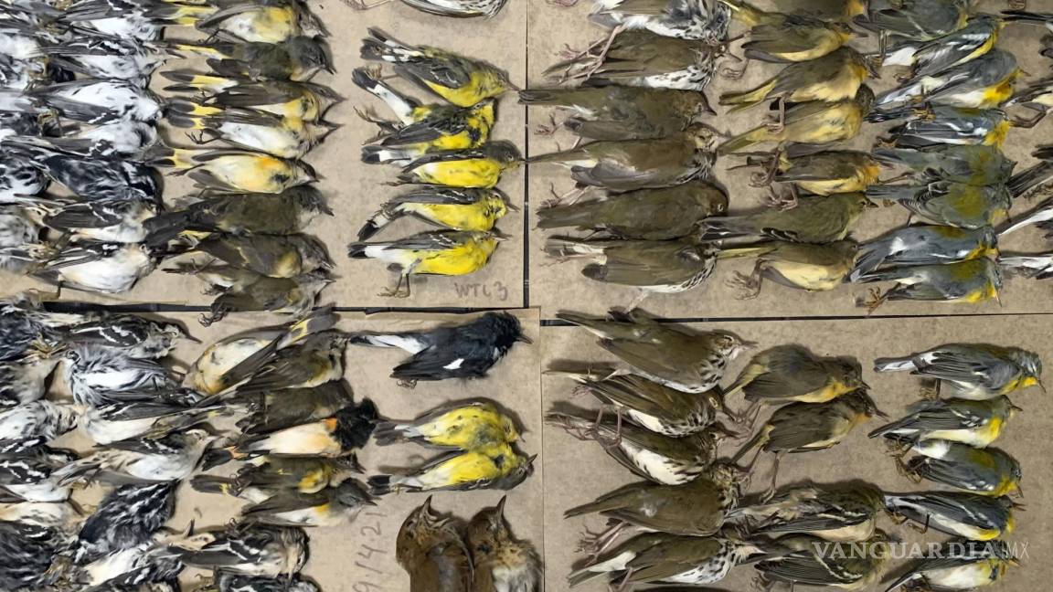 Cientos de aves se estrellan contra los rascacielos en Nueva York