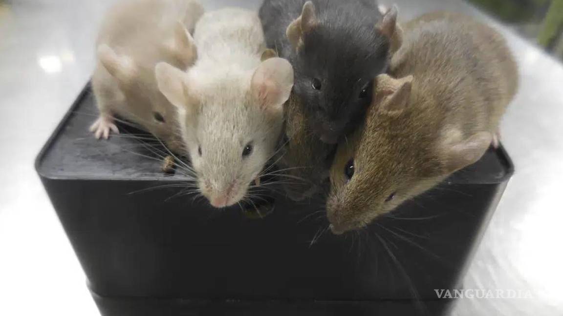 Por primera vez científicos crean crías de ratones a partir de 2 machos