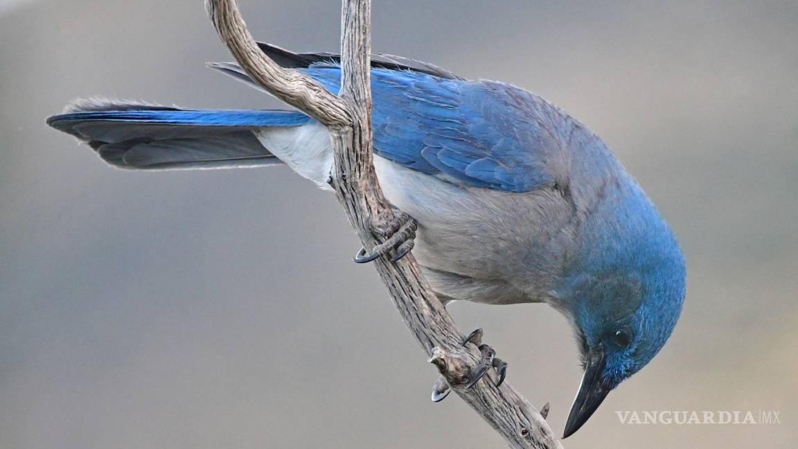 Ardillas, aves y osos de Coahuila, amenazados por efectos del cambio climático