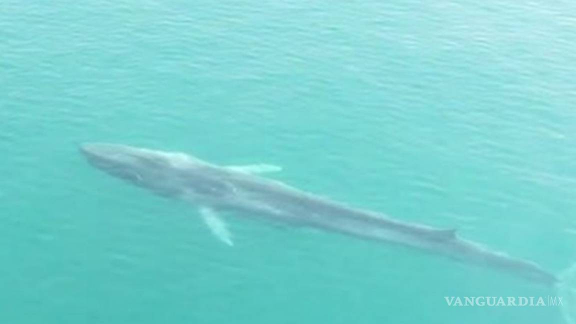 Muere la ballena Gran Bertha que medía 22 metros de largo