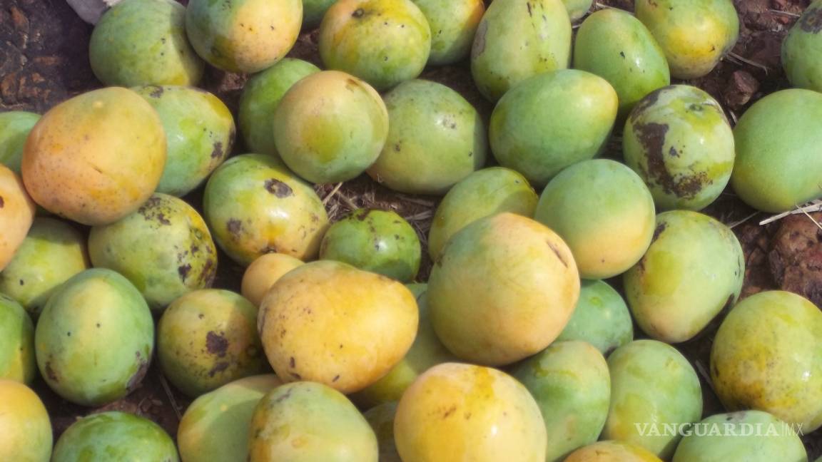 Aseguran 48 kilos de metanfetaminas ocultas entre mangos en Reynosa