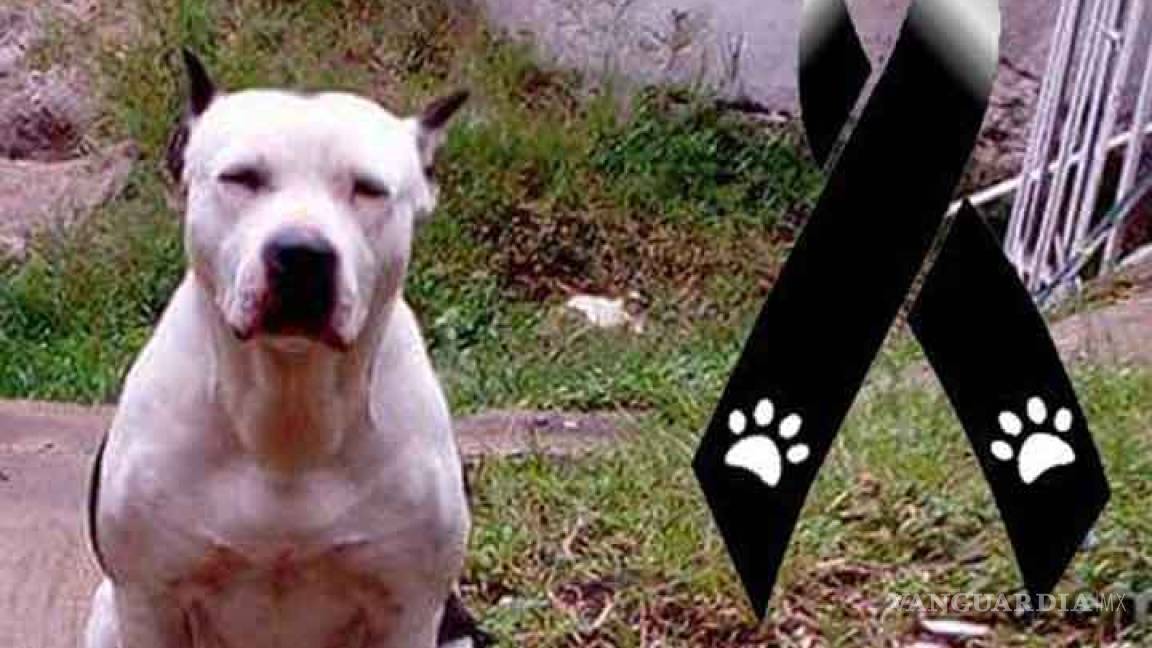Asesinan a machetazos a perrita Pitbull en Veracruz