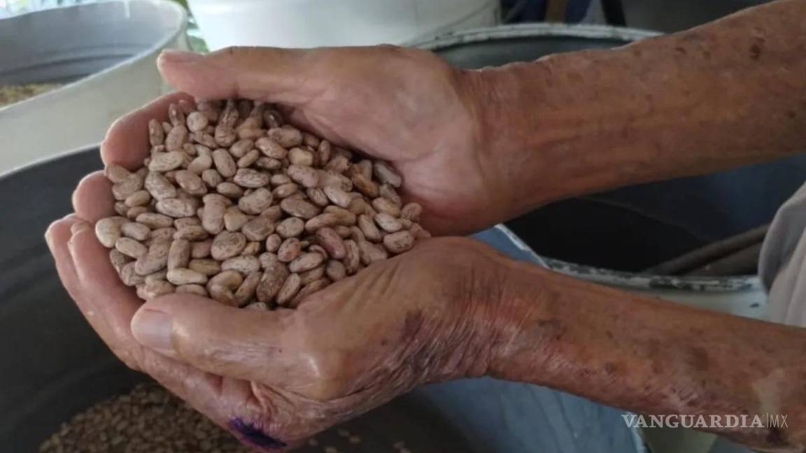 $!El frijol pinto de Saltillo es una de las variedades más resistentes.