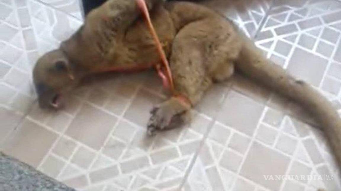 $!Maltratan a pariente de los mapaches, creían que era un nahual