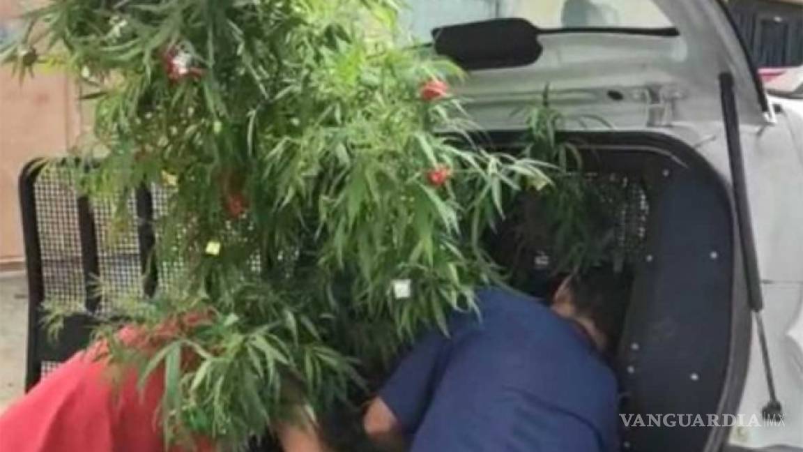 Lo investigan por secuestro... y le encuentran planta de mariguana decorada como árbol de Navidad