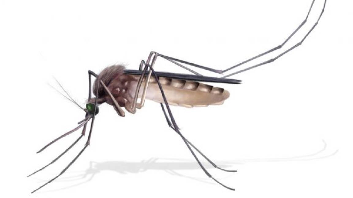 Hay en Coahuila 744 casos sospechosos de dengue