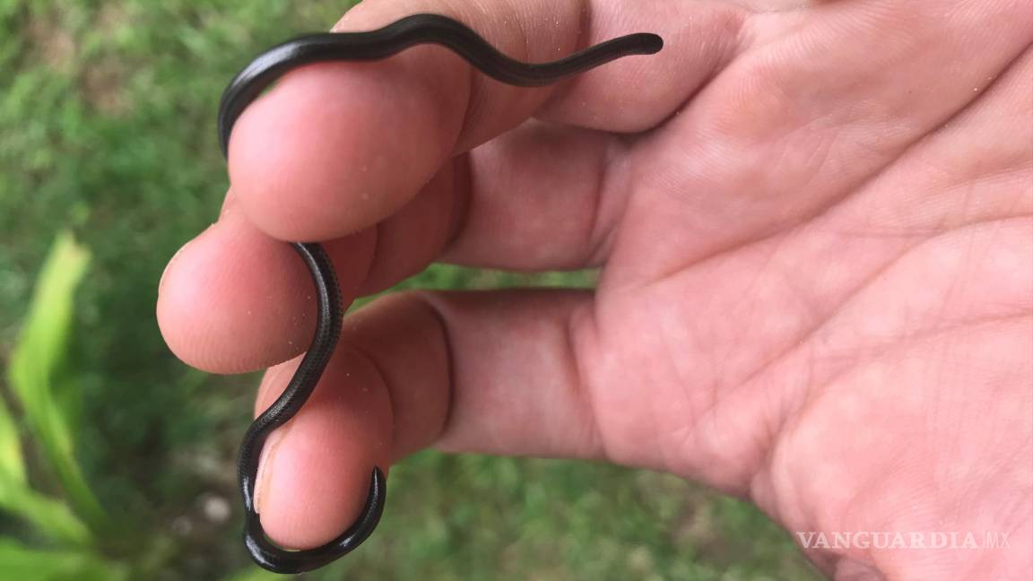 $!Serpiente ciega de Zanzíbar con forma de gusano.