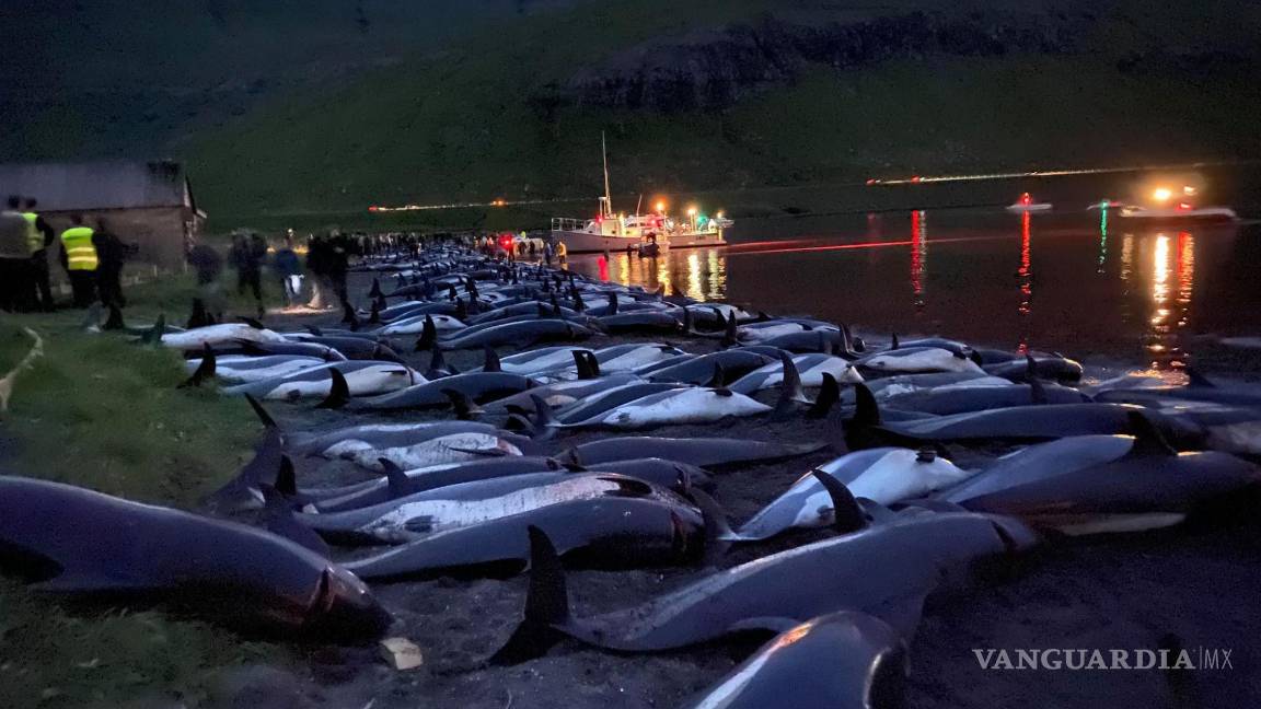 $!En esta imagen publicada por Sea Shepherd Conservation Society, los cadáveres de delfines de lados blancos muertos yacían en una playa después de ser sacados del agua manchada de sangre en la isla de Eysturoy, que forma parte de las Islas Feroe. AP/Sea Shepherd