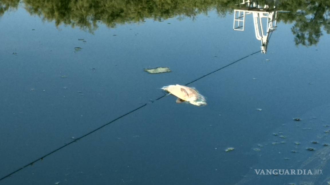 Cientos de peces mueren en el Río Escondido, en Villa de Fuente, Coahuila