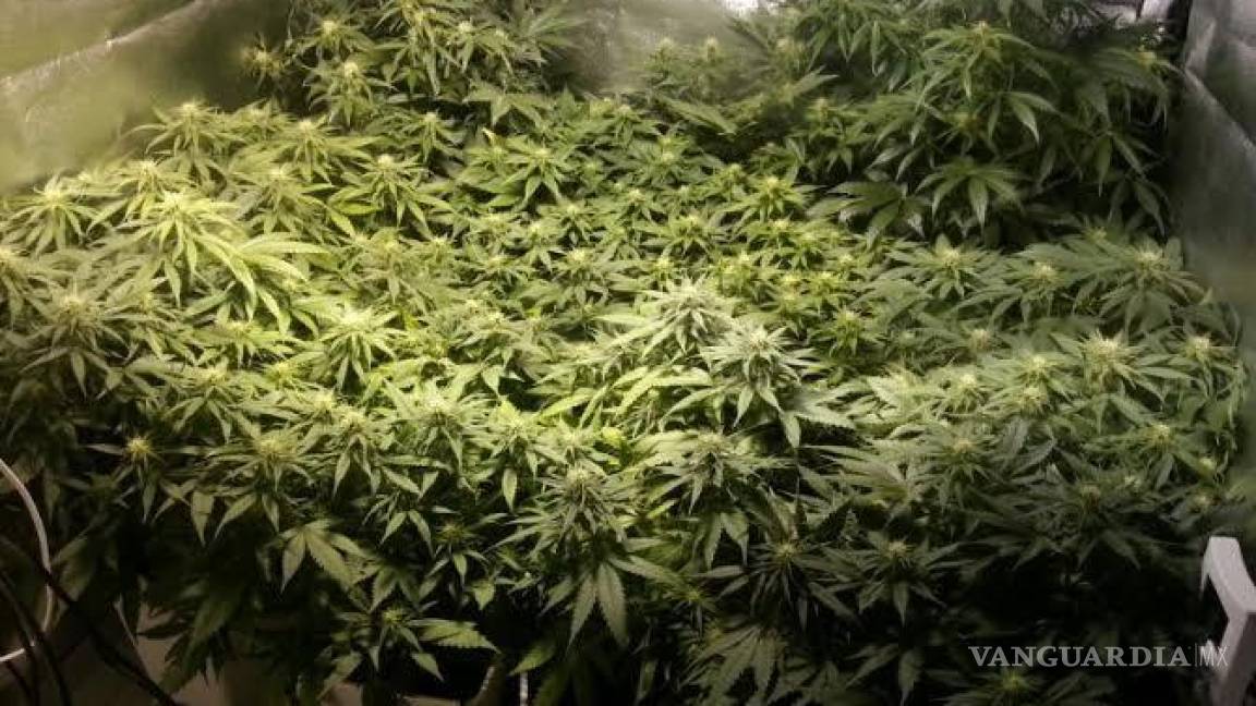 Cultivo de mariguana será permitido en Nueva York: agricultores podrán solicitar licencia