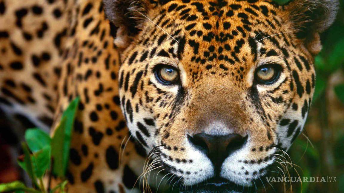 $!México Belice y Guatemala crean la primer área natural trinacional para proteger al jaguar