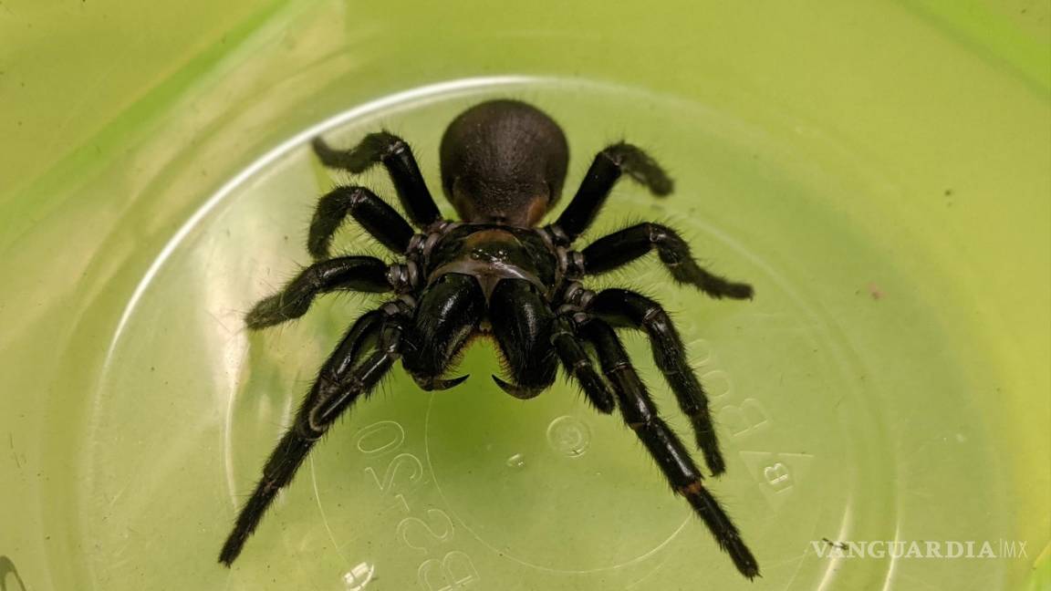 Veneno de la letal araña de tela de embudo puede salvar vidas