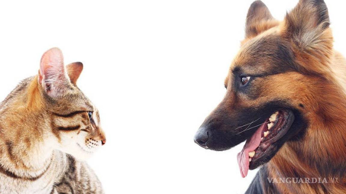$!Lo que te cuesta mantener más: ¿perro o gato?