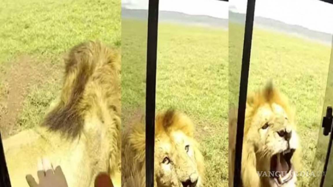 A este turista le pareció buena idea acariciar a un león