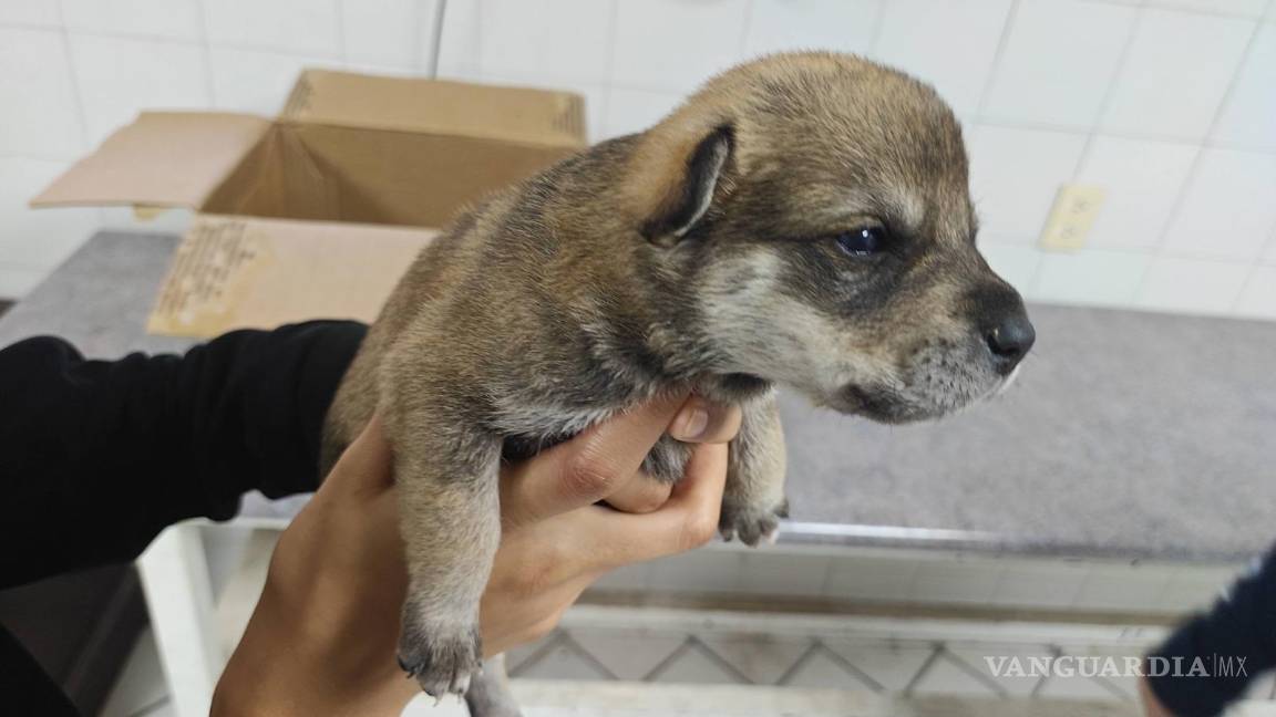 $!Perros resguardados en el Centro Veterinario Municipal esperan ser adoptados por familias responsables.