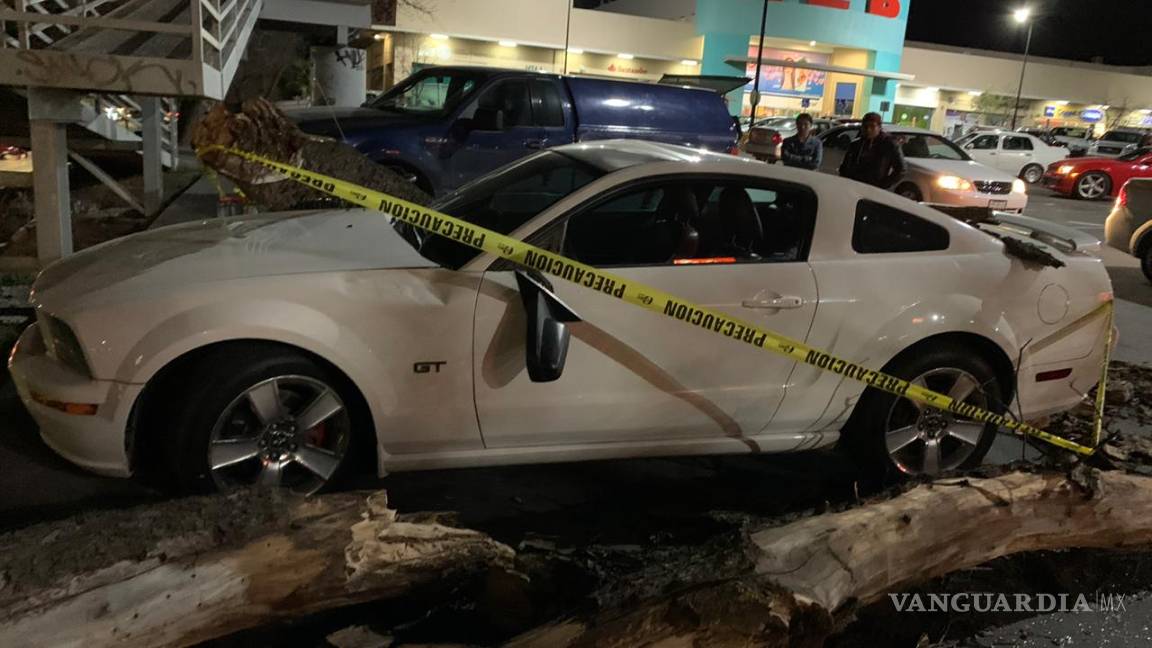 $!Cae árbol sobre auto en estacionamiento de plaza comercial al sur de Saltillo