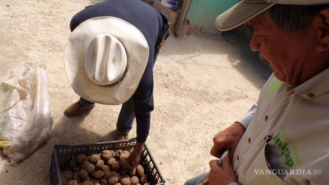 $!El frío extremo y la ausencia de lluvias ha provocado que las cosechas de maíz, avena, trigo o manzana, no prosperen.