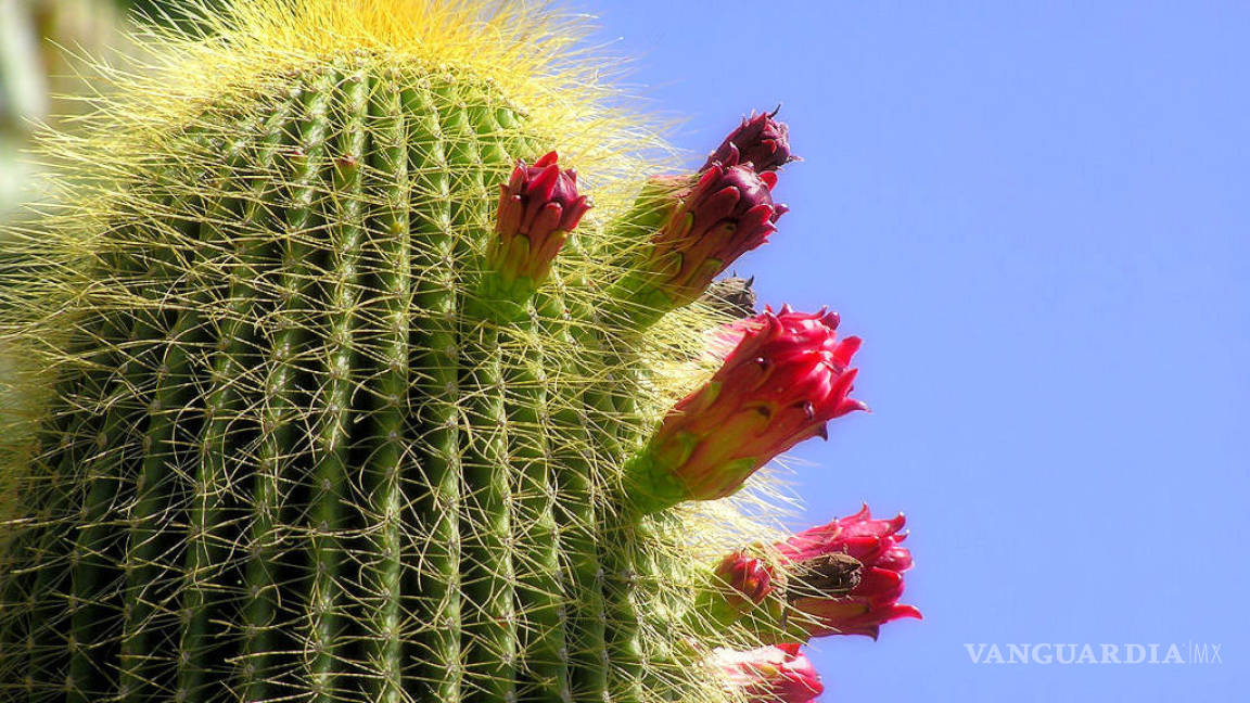 En peligro la tercera parte de cactus del mundo