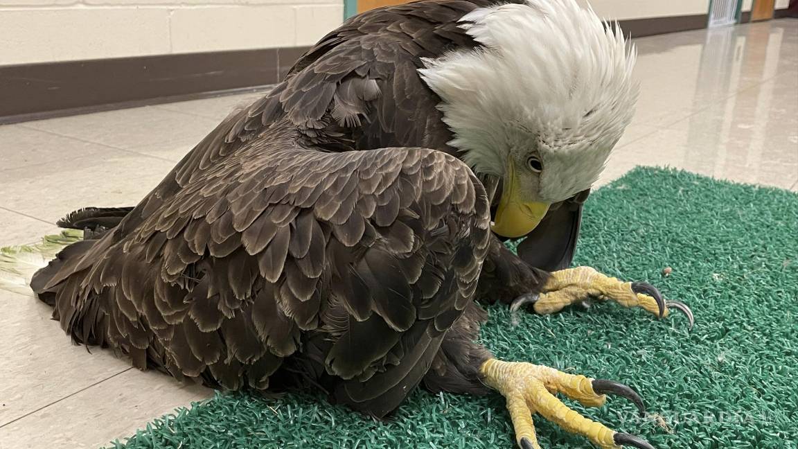 $!Un águila calva envenenada con plomo en St. Paul, Minnesota. AP/The Raptor Center, University of Minnesota
