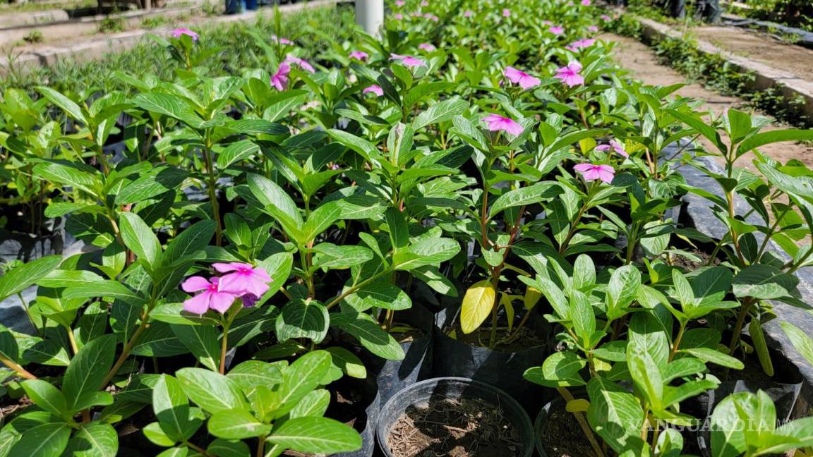 Medio Ambiente Torreón impulsa la biodiversidad y la reforestación