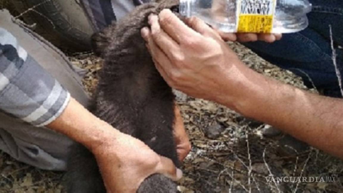 Rescatan a cría de oso negro en medio de incendio forestal en Chihuahua