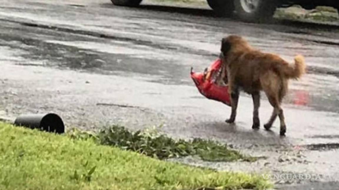 Perro huye del Huracán Harvey, pero sin olvidar sus croquetas