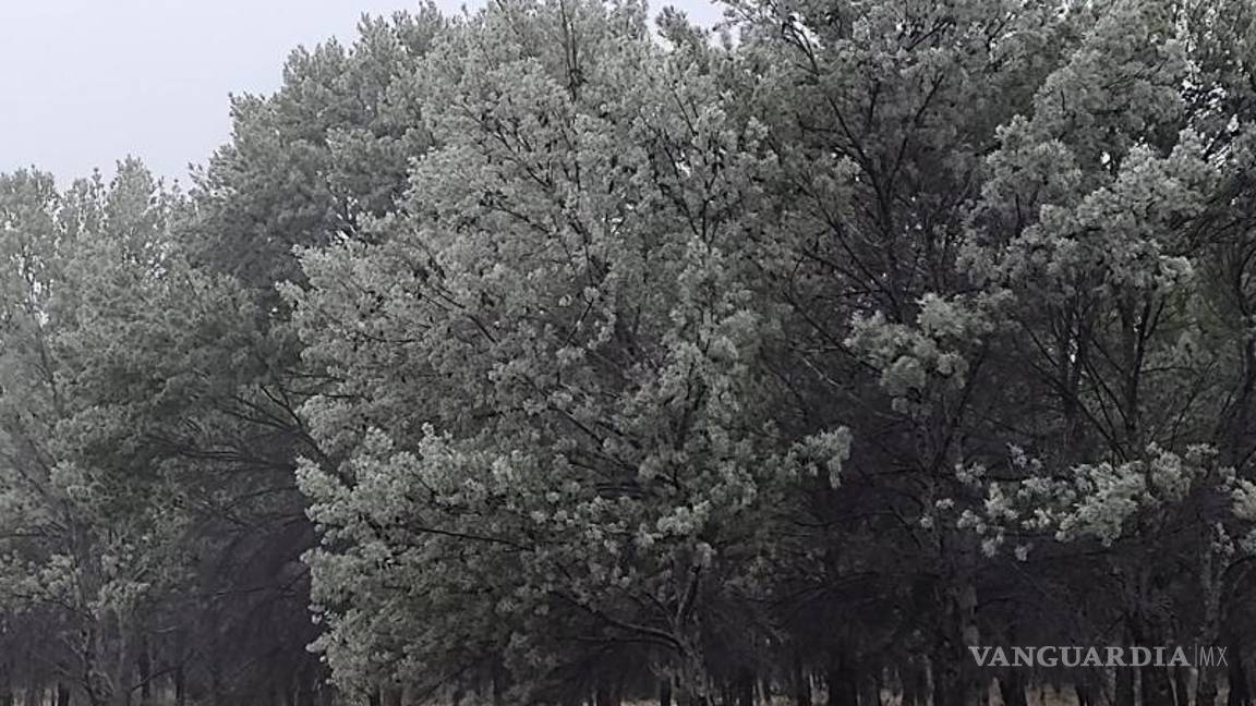 $!Árbol pintado de blanco ante la presencia de agua nieve por Frente Frío número 28.