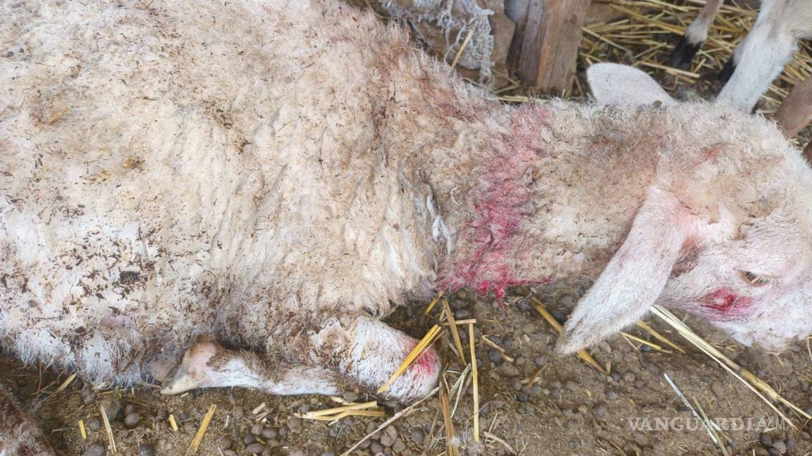 Borregos son atacados por perros ferales en Frontera; ganaderos exigen su captura