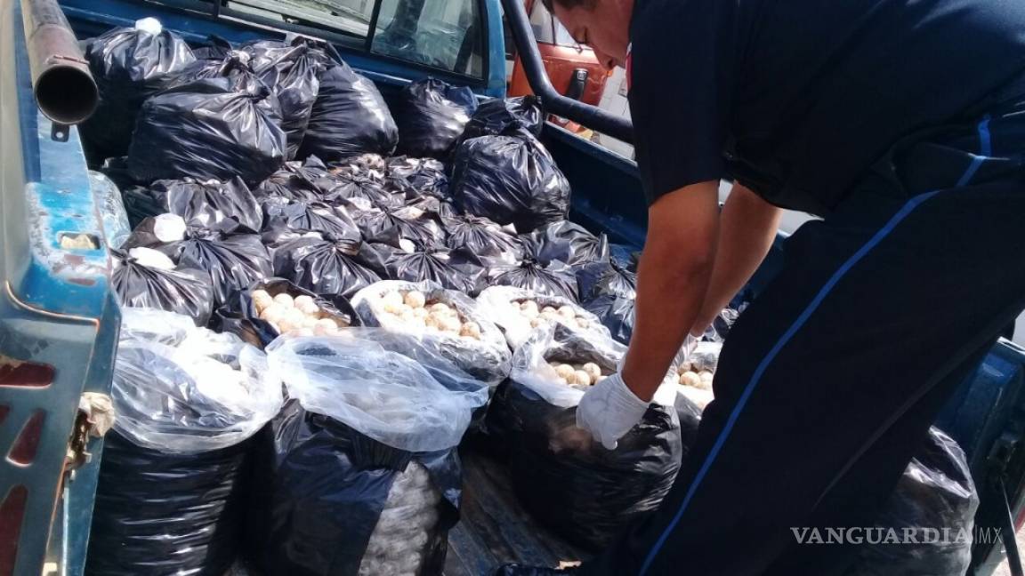 Confiscan 22 mil huevos de tortuga marina en Oaxaca