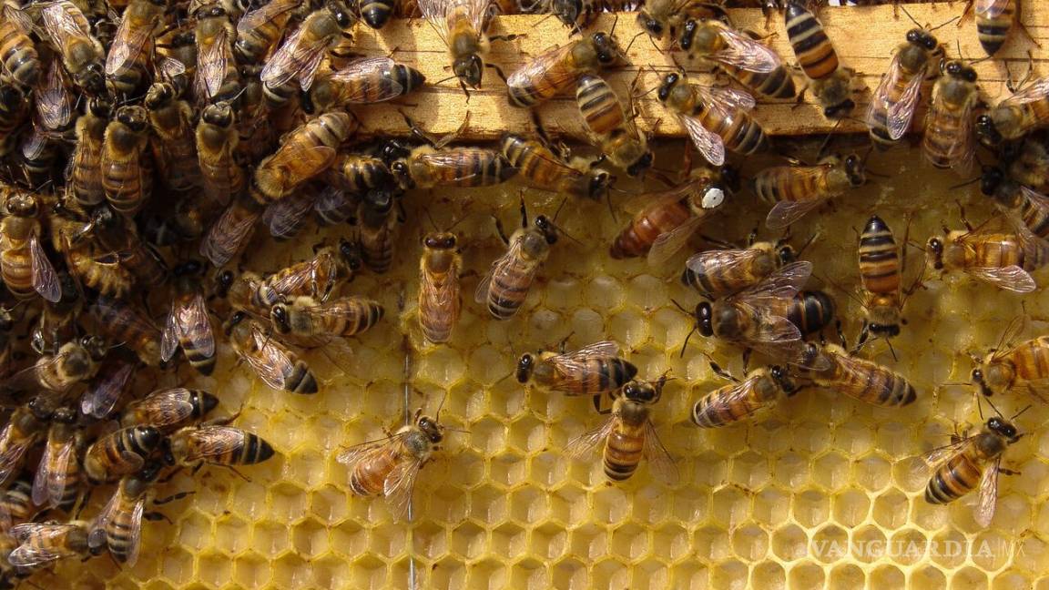Muerte de abejas afecta producción agrícola y al medio ambiente