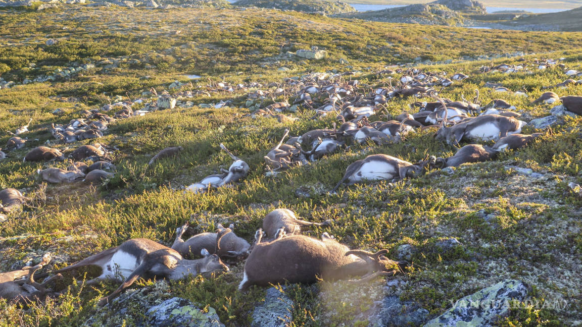 Rayos matan más de 300 renos en Noruega