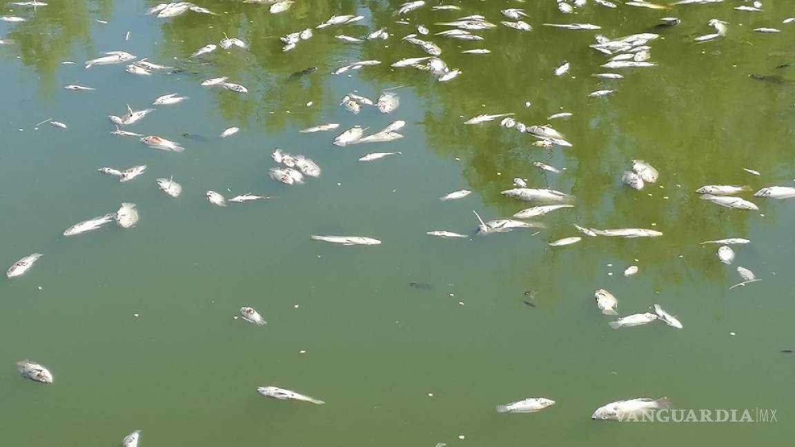 Envenenan a miles de peces del balneario “Juan Guerra” en Viesca, Coahuila