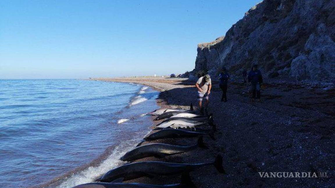 $!Encuentran 33 delfines muertos en playa de La Paz, Baja California Sur