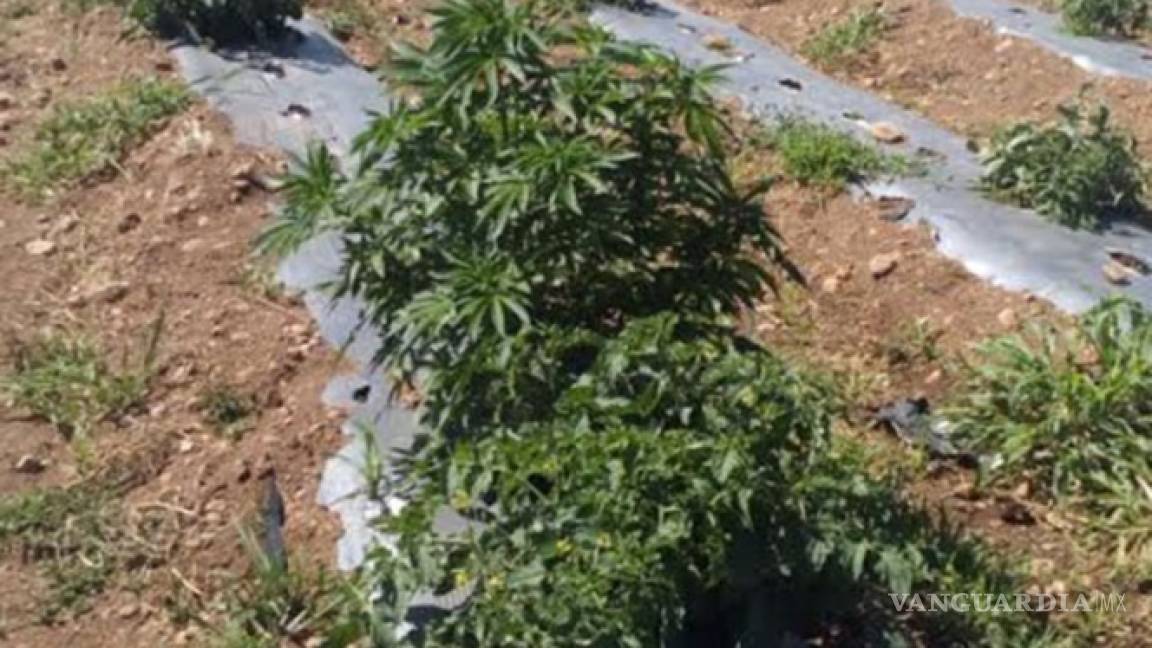 Encuentran plantío de mariguana en medio de siembra de tomates de Aguascalientes
