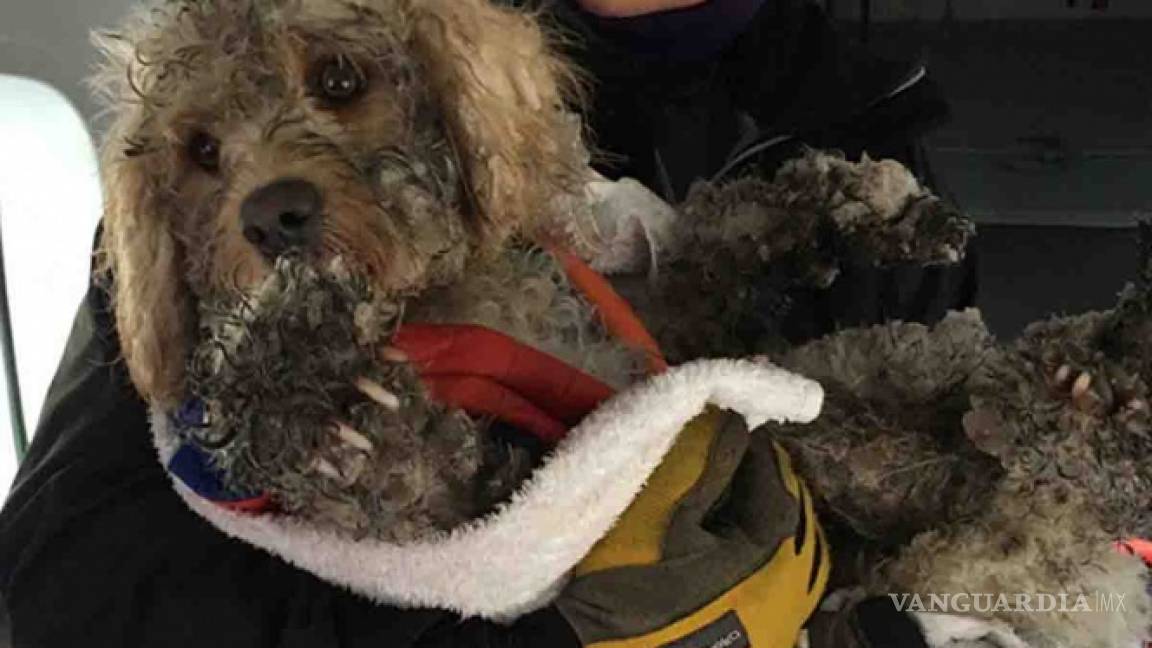 Rescatan a perrito atrapado en una montaña nevada (video)