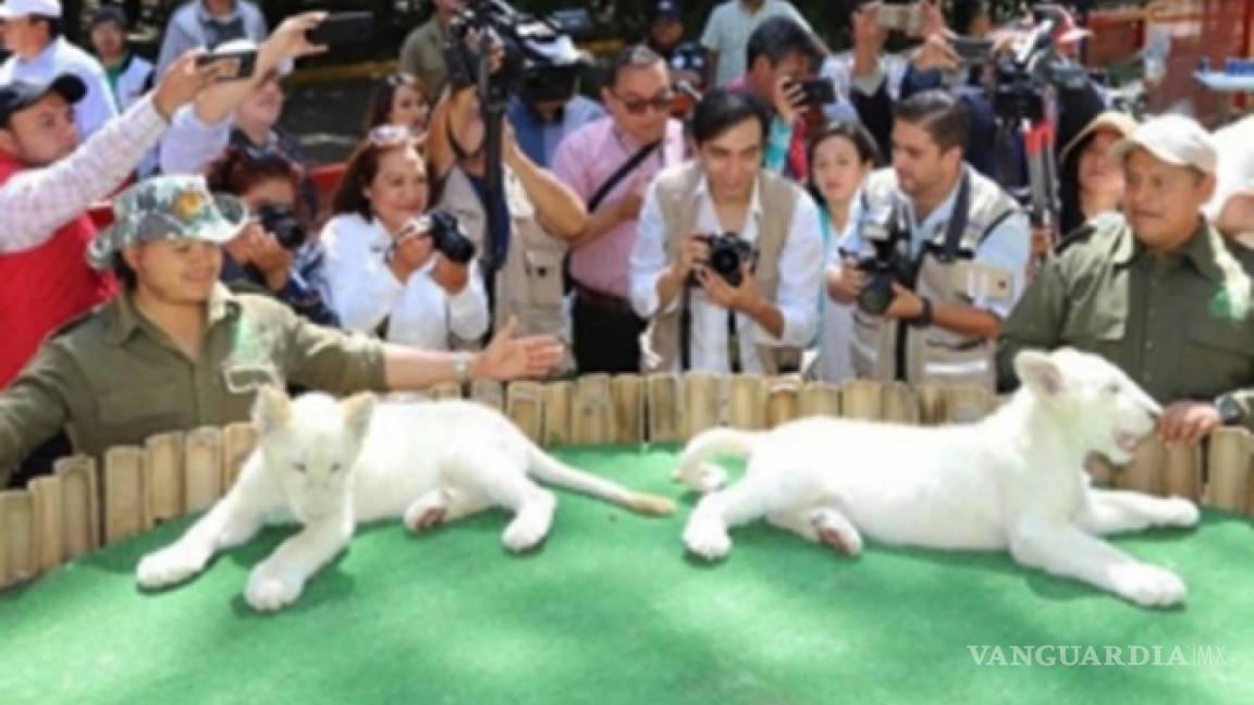 Nacen leones blancos gemelos en zoológico de Tlaxcala